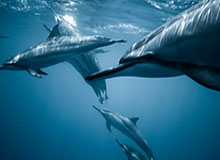 开云入口-NBA即将迎来特殊一季 老将送给新秀5条宝贵建议